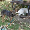 Piccolina, liebe Hündin sucht  Familie