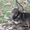 Piccolina, liebe Hündin sucht  Familie
