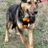 Lexi, lieber Welpe sucht neue Familie