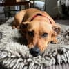 Luna ist ein Herzenshund