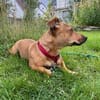 Luna ist ein Herzenshund