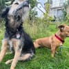 Luna ist ein Herzenshund