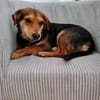 Freundlicher Hundemann Friedrich!!!