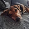 Freundlicher Hundemann Friedrich!!!