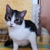 ❗Notfall Simba - Pflegestelle gesucht❗