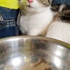 ❗Notfall Simba - Pflegestelle gesucht❗