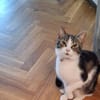❗Notfall Simba - Pflegestelle gesucht❗