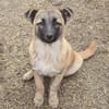 Cioco, liebevoller Welpe sucht Familie