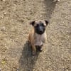 Cioco, liebevoller Welpe sucht Familie