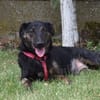 Lucie, Welpenhündin sucht Zuhause