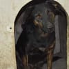 Lucie, Welpenhündin sucht Zuhause
