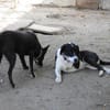 Ozzy, sanfter Riese sucht neues Zuhause