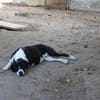 Ozzy, sanfter Riese sucht neues Zuhause