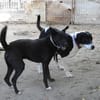 Ozzy, sanfter Riese sucht neues Zuhause