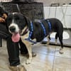 Ozzy, sanfter Riese sucht neues Zuhause