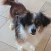 Kleine Cara wartet in Hausen!