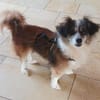 Kleine Cara wartet in Hausen!