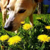 Masha❤sucht Pflege- oder Endstelle