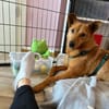wartet auf ein Zuhause