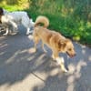 MADLYN -sucht hundeerfahrene Menschen-