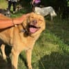 MADLYN -sucht hundeerfahrene Menschen-