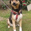 Lola, brave Hündin sucht neue Familie