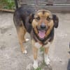 Lola, brave Hündin sucht neue Familie