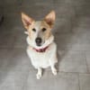 Bella❤sucht Für-Immer-Zuhause