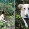 Bella❤sucht Für-Immer-Zuhause