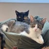Sierra & Dori suchen Ihr Traumzuhause