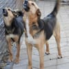 Ala, freundliche, Hündin sucht Zuhause