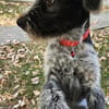 Lilo, nettes Hundemädchen sucht Zuhause