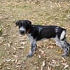 Lilo, nettes Hundemädchen sucht Zuhause