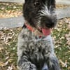 Lilo, nettes Hundemädchen sucht Zuhause