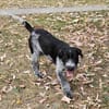 Lilo, nettes Hundemädchen sucht Zuhause
