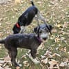 Patty, verspielte Hündin sucht Zuhause