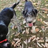 Patty, verspielte Hündin sucht Zuhause
