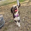Patty, verspielte Hündin sucht Zuhause