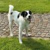 Boli sucht besondere Menschen