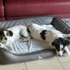 Boli sucht besondere Menschen