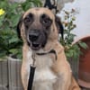 Liebe EMMI sucht ihr Zuhause
