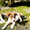 Kleine und zarte Hündin Sarotti