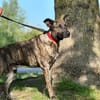 SHADOW dit THOR