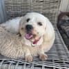 Aska, Bichon maltais de Gwada