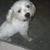 Aska, Bichon maltais de Gwada