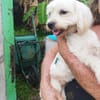 Aska, Bichon maltais de Gwada