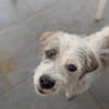 AEL, croisé griffon de Gwada