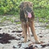 Bobby, chéri des îles