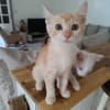 Arya,la belle minette