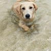 MIKO une pépite de chien créole